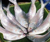 Hilsa Extra Large