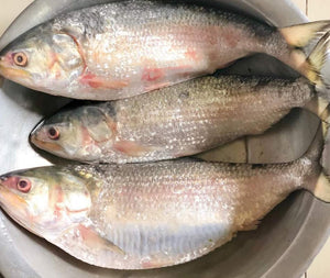 Hilsa Extra Large