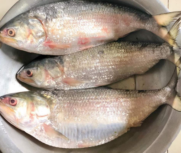 Hilsa Extra Large