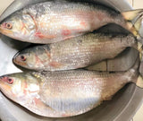 Hilsa Extra Large